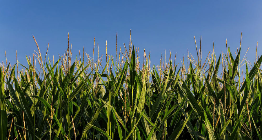 Corn field pixlr