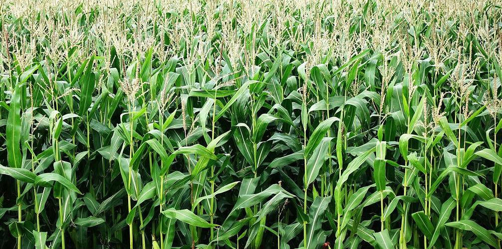 corn field 2 pixlr