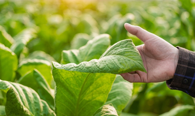 Agricultural Litigation