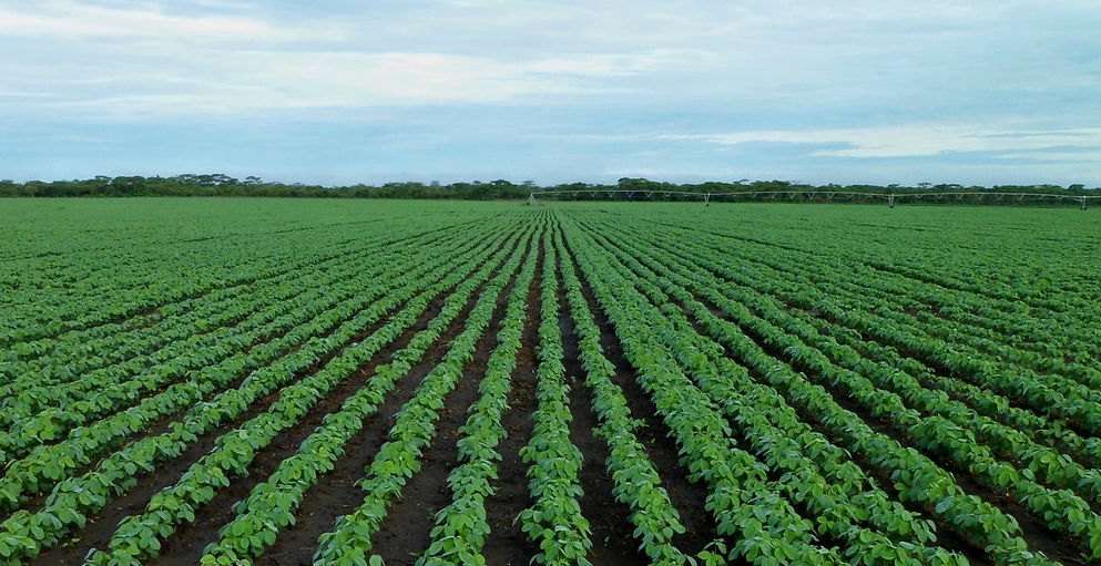 soybean field 2 pixlr