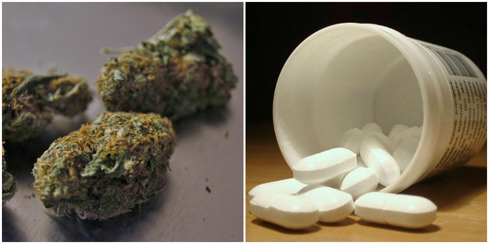 marijuana opioids blog