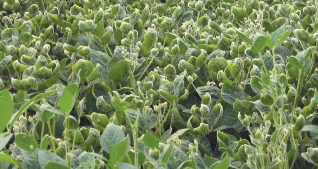 Soybeans showing cupped leaves